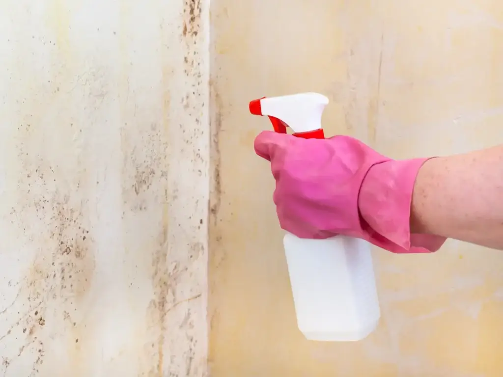 killing of mold on room wall with chemical spray