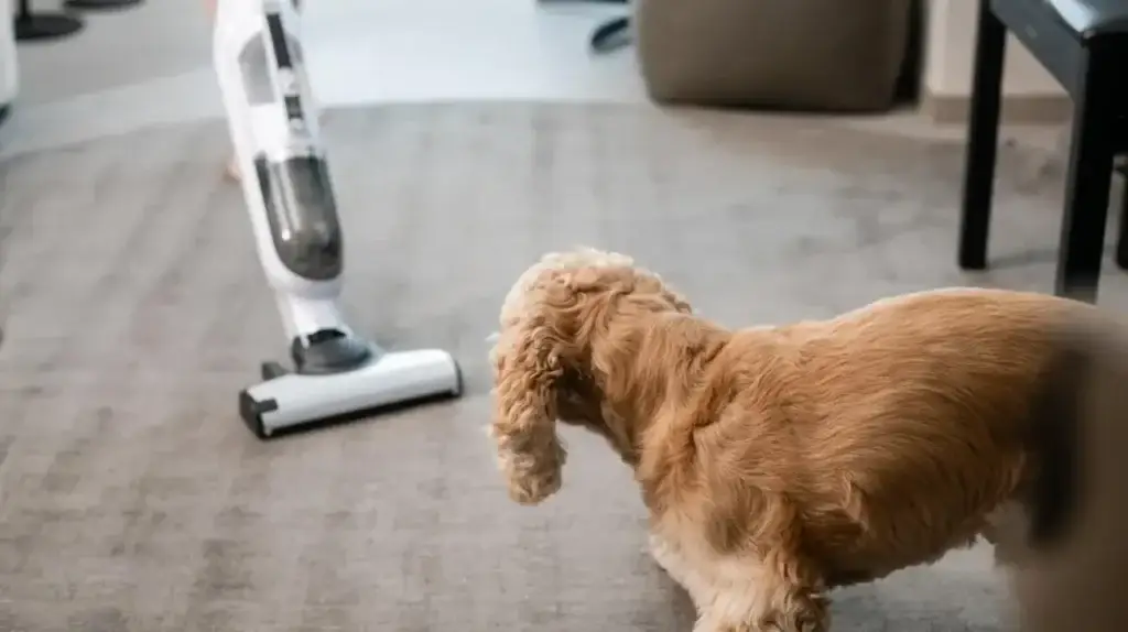dog watching cordless vacuum on carpet
